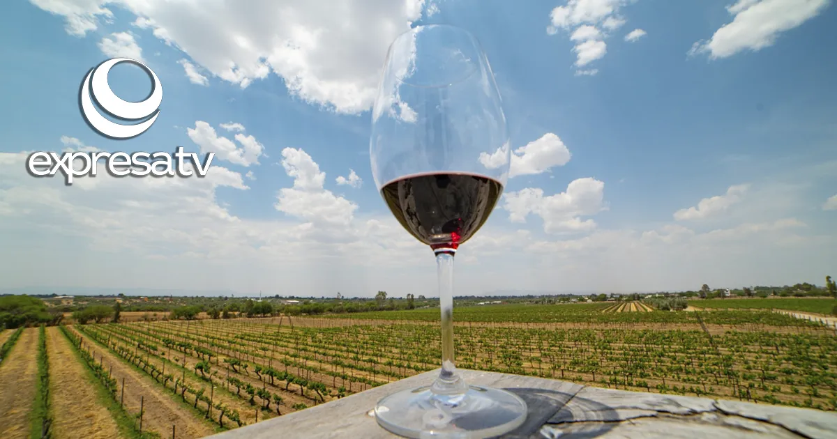 VINO
