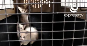 CONTROL ANIMAL