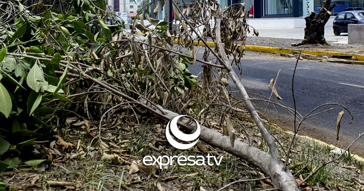 MEDIO AMBIENTE